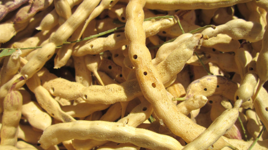 Poudre de mesquite (farine) - cru biologique