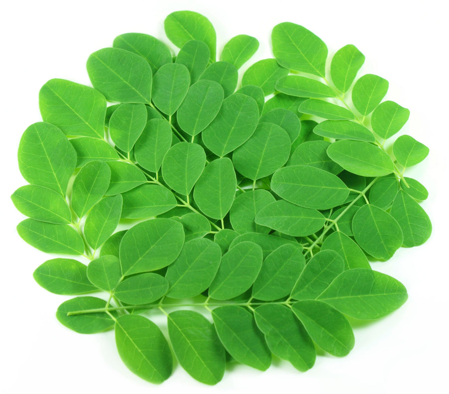 Moringa leaf branch with green Moringa Leaf's piled together