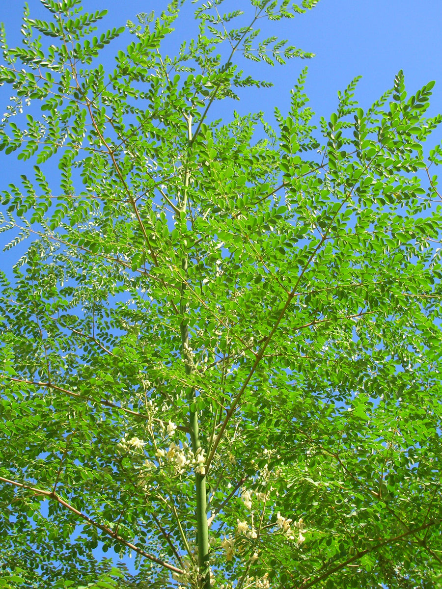 Moringa tree with green Moringa Leaf's