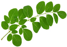 Moringa leaf branch with green Moringa Leaf's