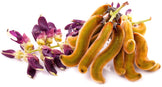 Image of brown Mucuna Pruriens Seed pods and purple flowers