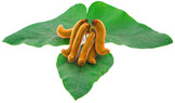Image of Mucuna Pruriens Seed pods over green leaves