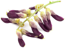 Image of purple Mucuna Pruriens flowers