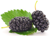 Image of 2 dark purple Mulberry Fruits and a green leaf