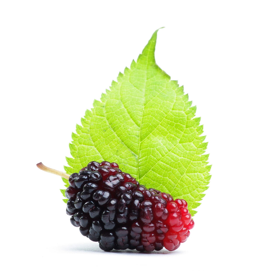 Image of a dark purple Mulberry Fruit and a green leaf