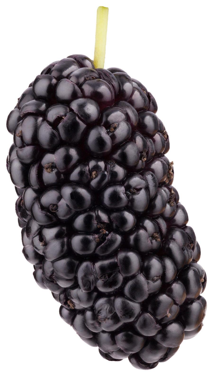 Image of a black mulberry fruit