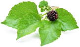 Image of Mulberry branch with leaves and berry on white background.