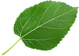 Closeup image of Mulberry Leaf on white background