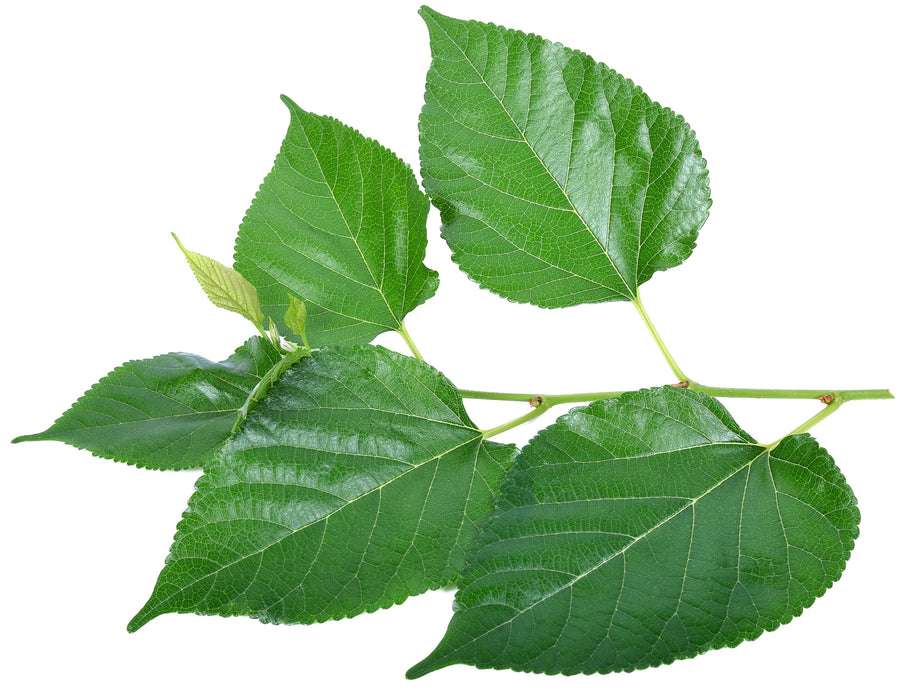 Closeup image Mulberry Leaves on white background.