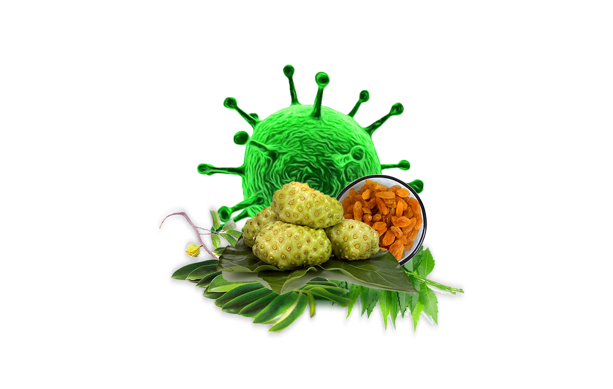 Image of whole noni fruit on green leaves with large image of parasite in the background.