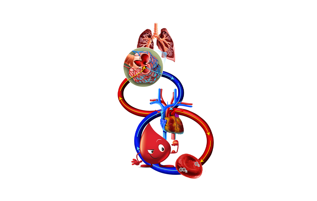 Cartoon depiction of cardiovascular system 