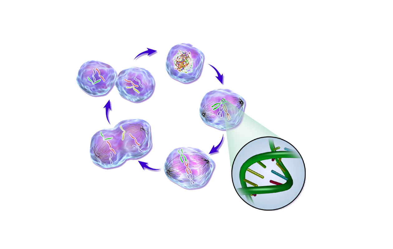 Image depicting unhealthy cellular reproduction that can lead to mutations