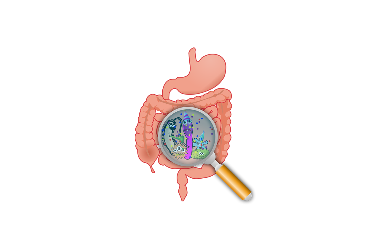 Cartoon Image in human intestine with a magnifying glass showing closeup of healthy prebiotics living in the gut