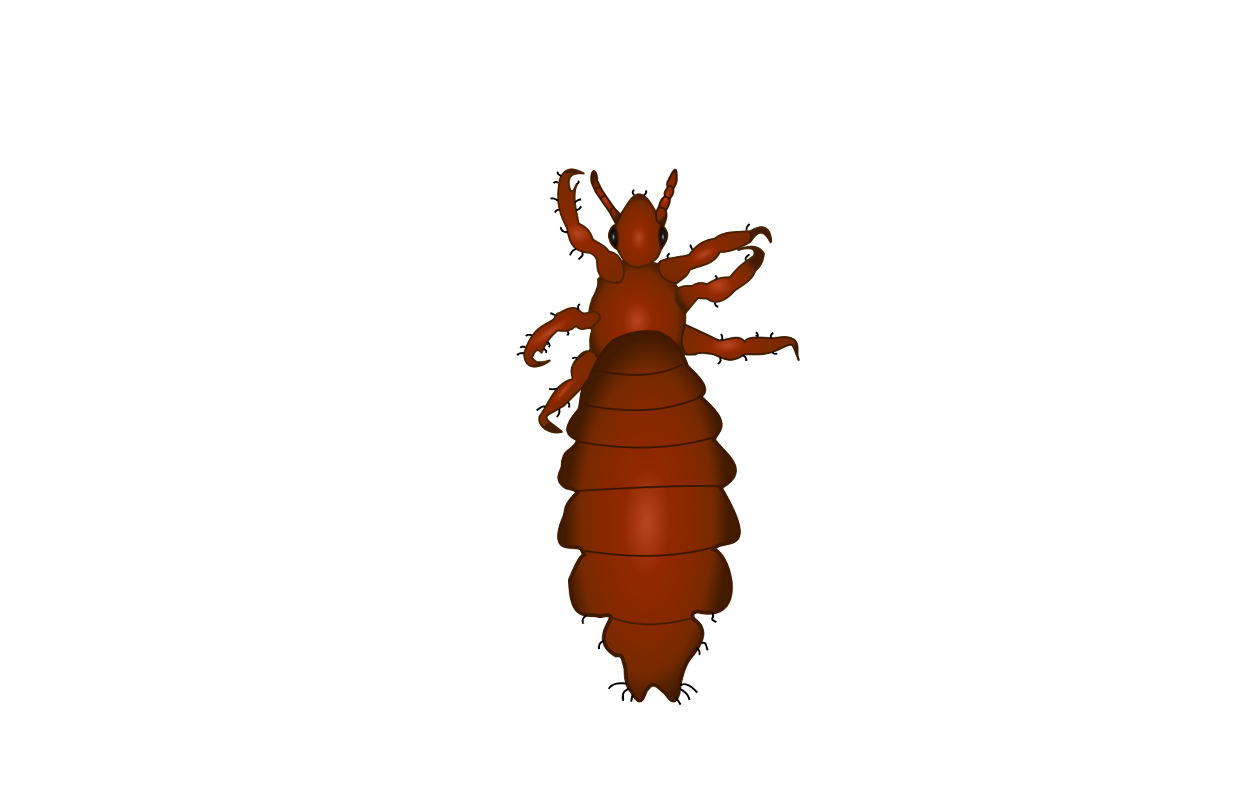 Drawing image of lice