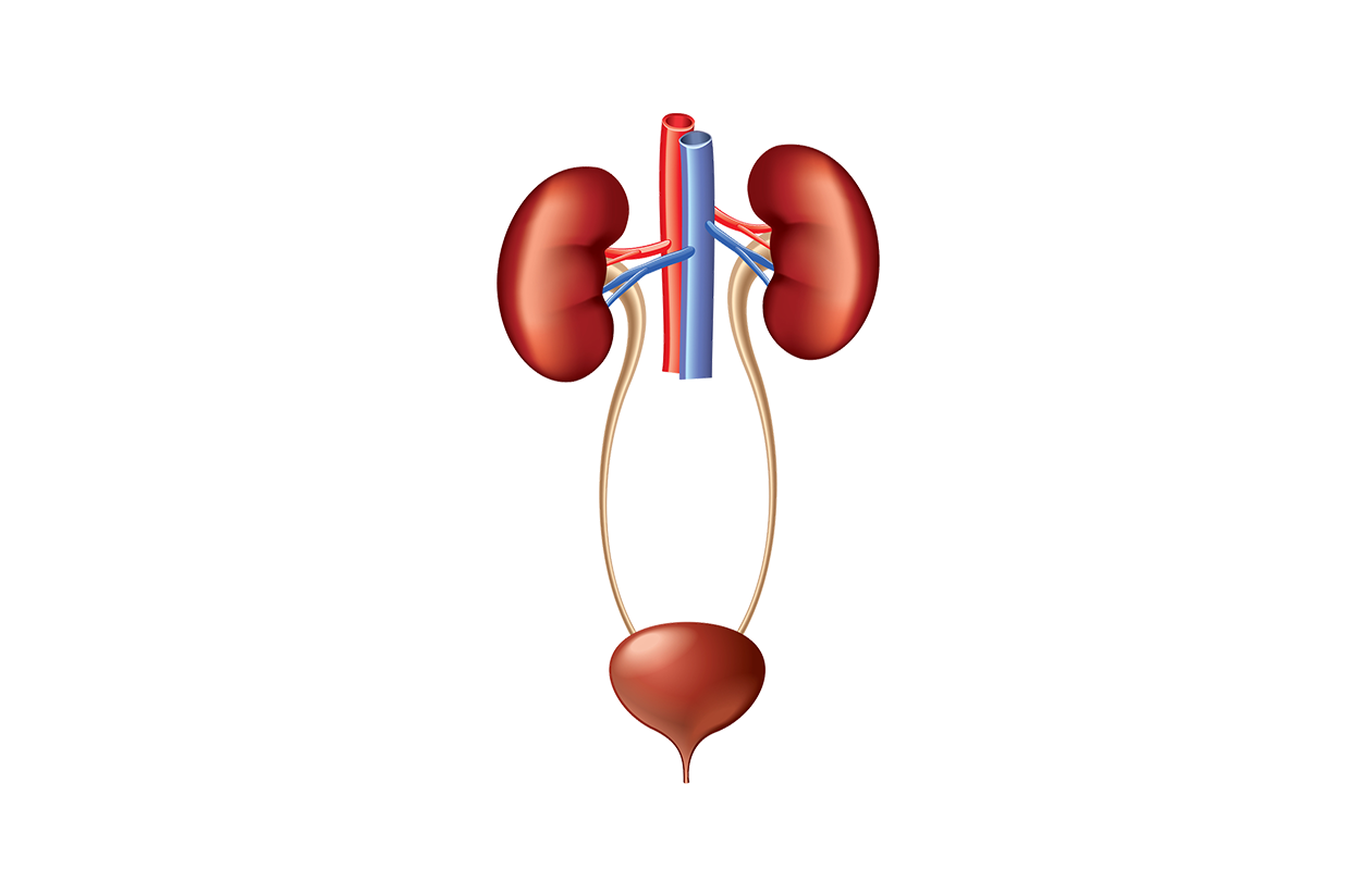 Image showing kidney urinary tract