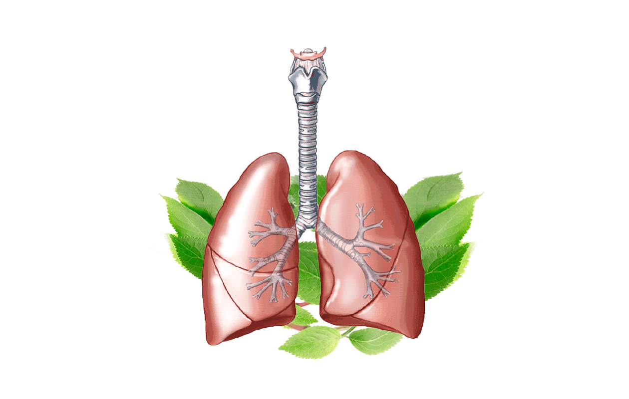 Simplistic drawing showing lungs and windpipe with green leaves in the background.