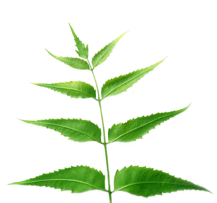 Image of a Neem Leaf