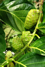 Image of live Noni Fruit on the stem