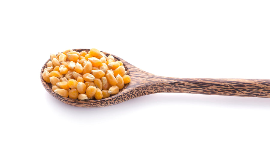 Photo of wood spoon full of Organic Heirloom Popcorn (Yellow Corn) Popcorn Z Natural Foods