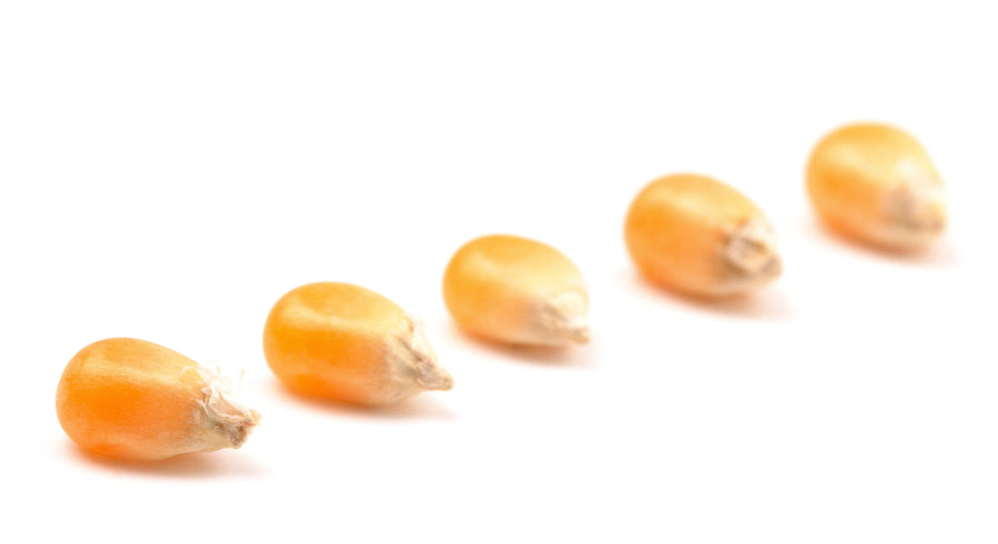 Close photo of 5 raw unpopped yellow Heirloom Popcorn kernel arranged in a straight line