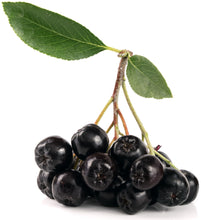 Image of Purple Aronia berries in their stem with 2 green leaves