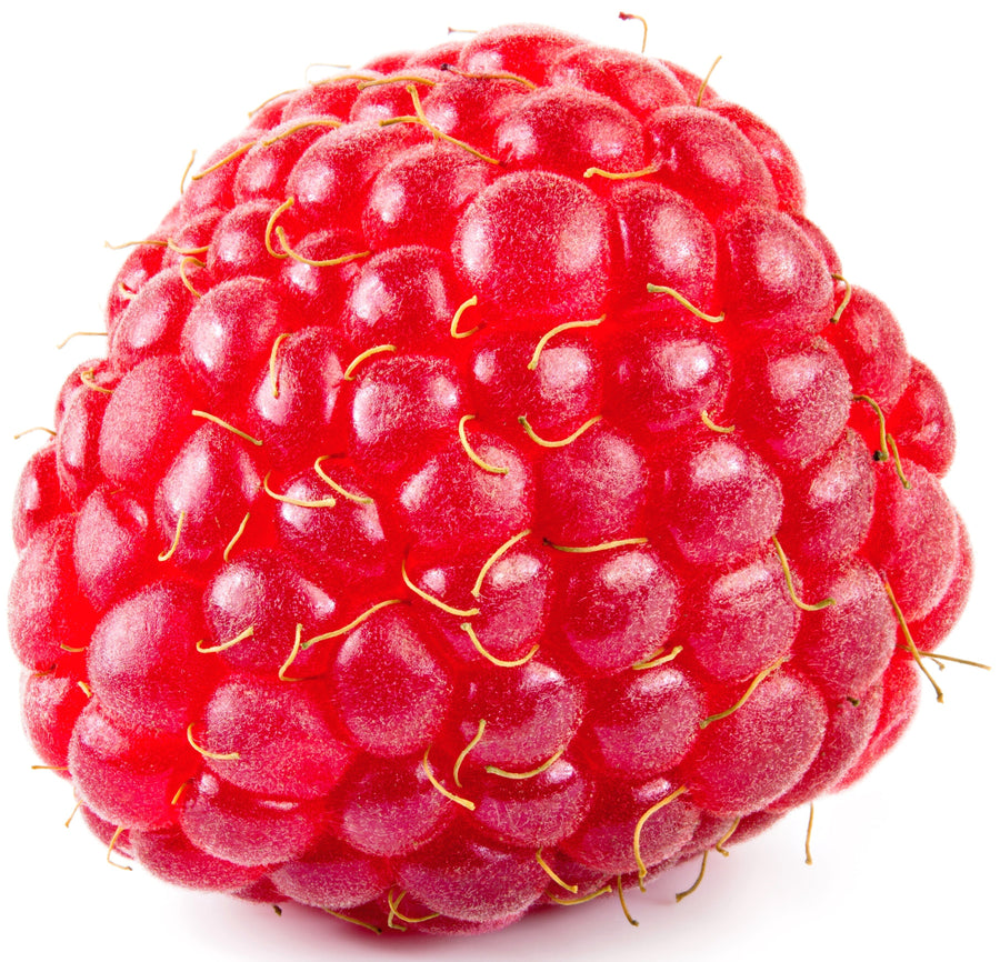 close up image of 1 Red Raspberry on white background