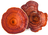 Close up Image of 2 Red Reishi Mushroom