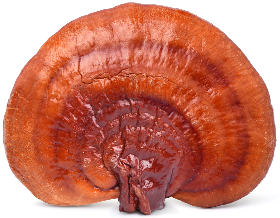 Closeup image of top of Red Reishi Mushroom on white background