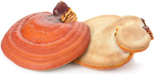Two pieces of Red Reishi Mushroom lying face up and face down on top of each other on white background.