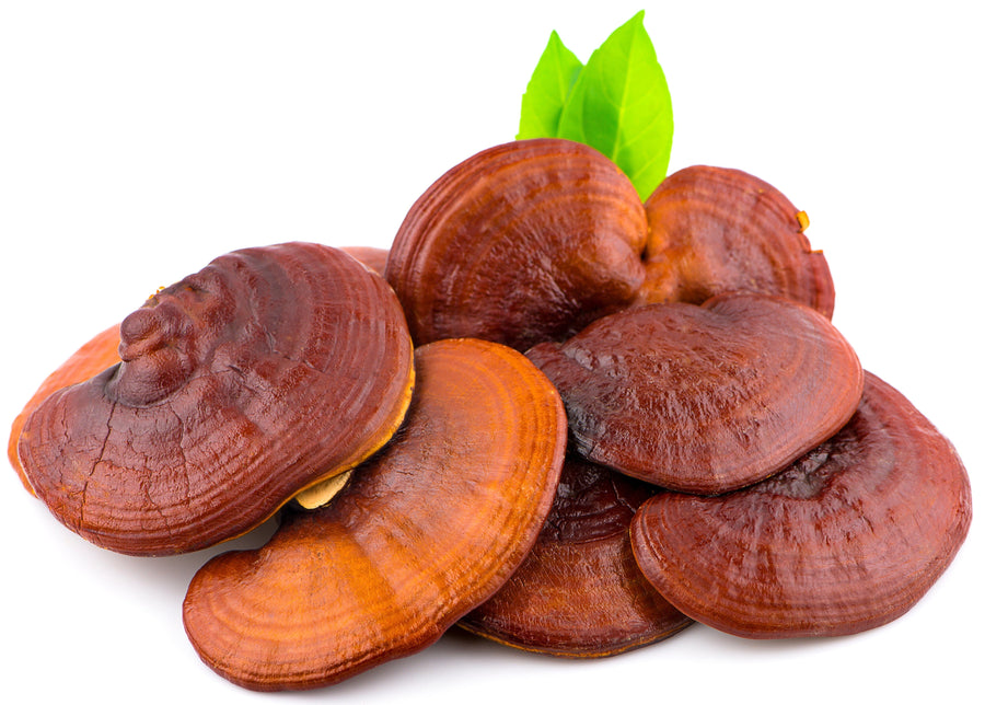 Several pieces of Red Reishi Mushroom on white background.