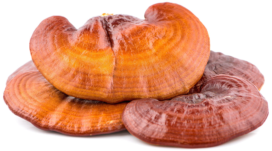 Four pieces of Red Reishi Mushroom on white background.