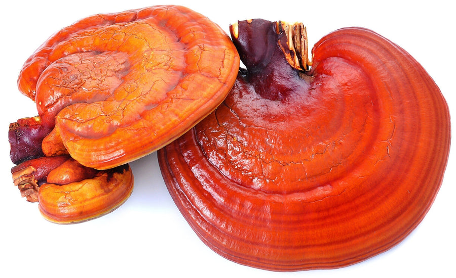 Three pieces of Red Reishi Mushroom on white background.