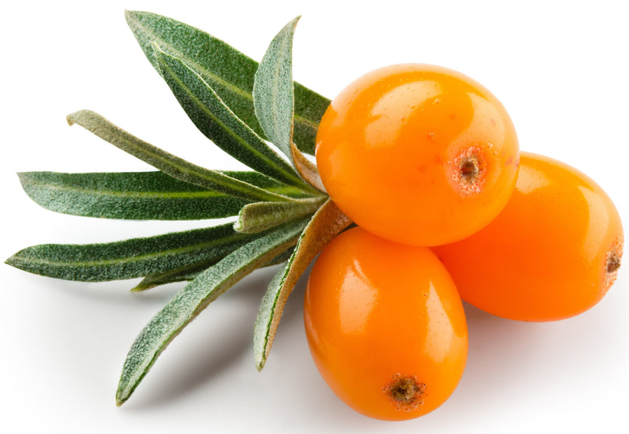 Close photo of 3 Fresh ripe orange Sea Buckthorn berries with several leaves