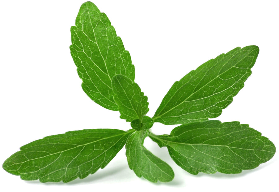 Stevia leaf laying on white background