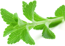 Image of fresh green Stevia Lea