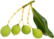 Tamanu seeds hanging from a stem