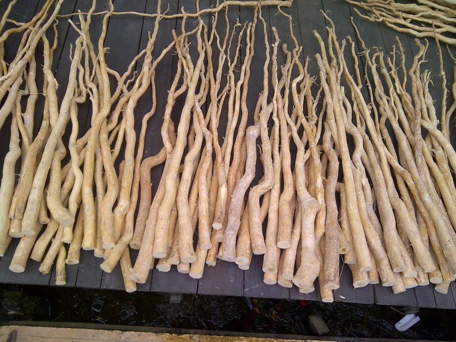 Photo of many cut Tongkat Ali Roots laying on black table.