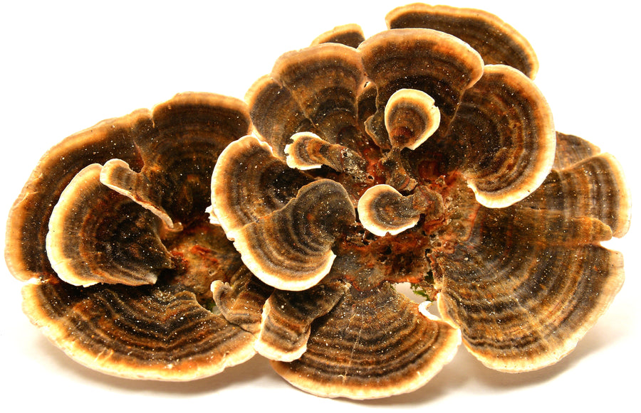 Turkey Tail Mushroom brown color laying on white background