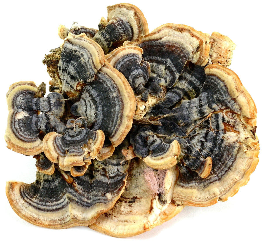 Turkey Tail Mushroom black, gray, and brown color laying on white background