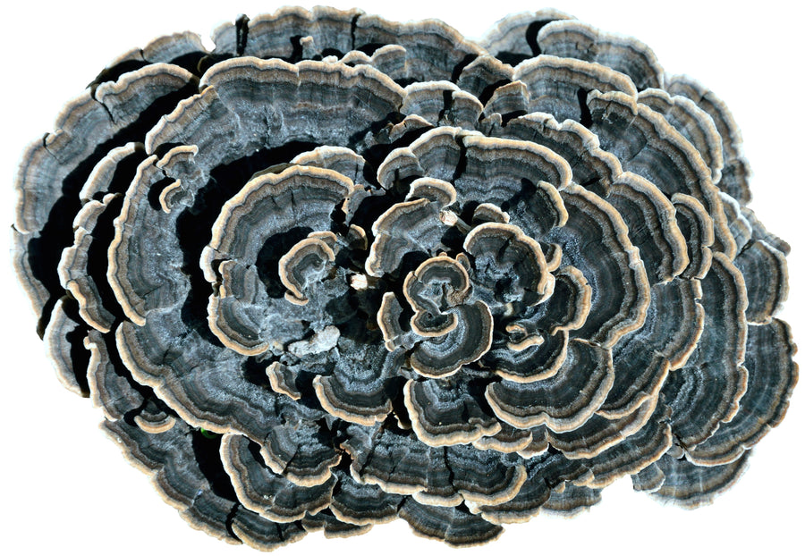 Turkey Tail Mushroom black and brown color on white background