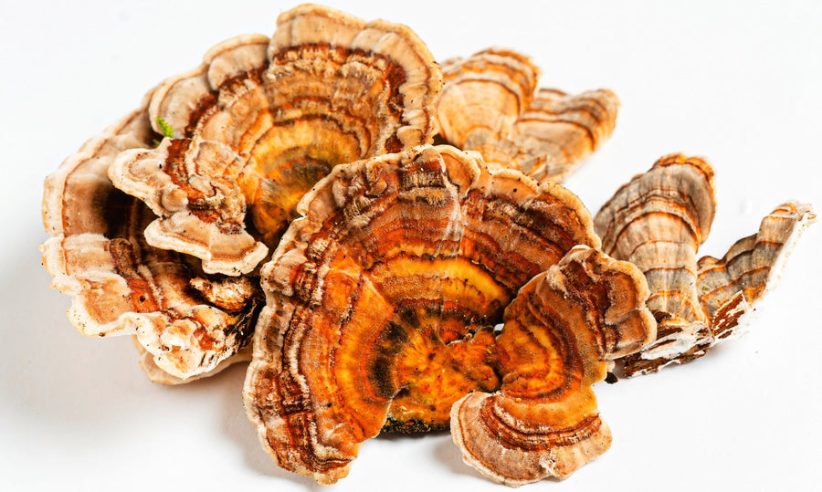Brown color turkey tail mushroom laying on white back ground