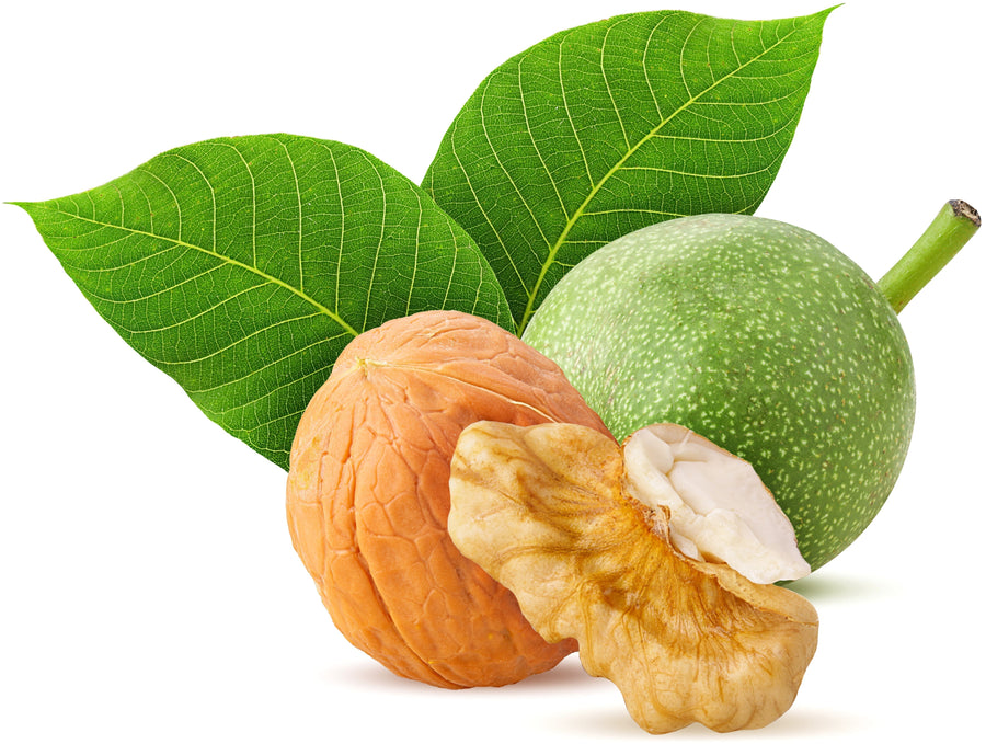 Image of Walnut half with walnut kernel and unripe walnut fruit behind it.
