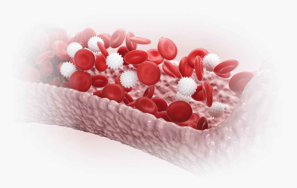 Image depicting red and white blood cells flowing through an artery