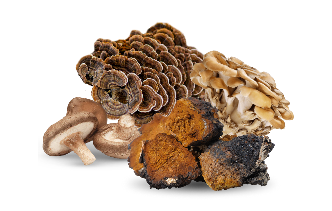Image of whole pieces of Turkey Tail, Shiitake, Maitake, and Chaga mushrooms.