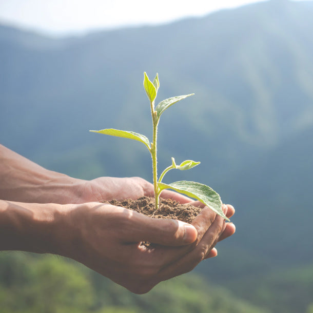 Image of person holding baby tree in hands and preparing to plant it to reduce carbon neutral environment